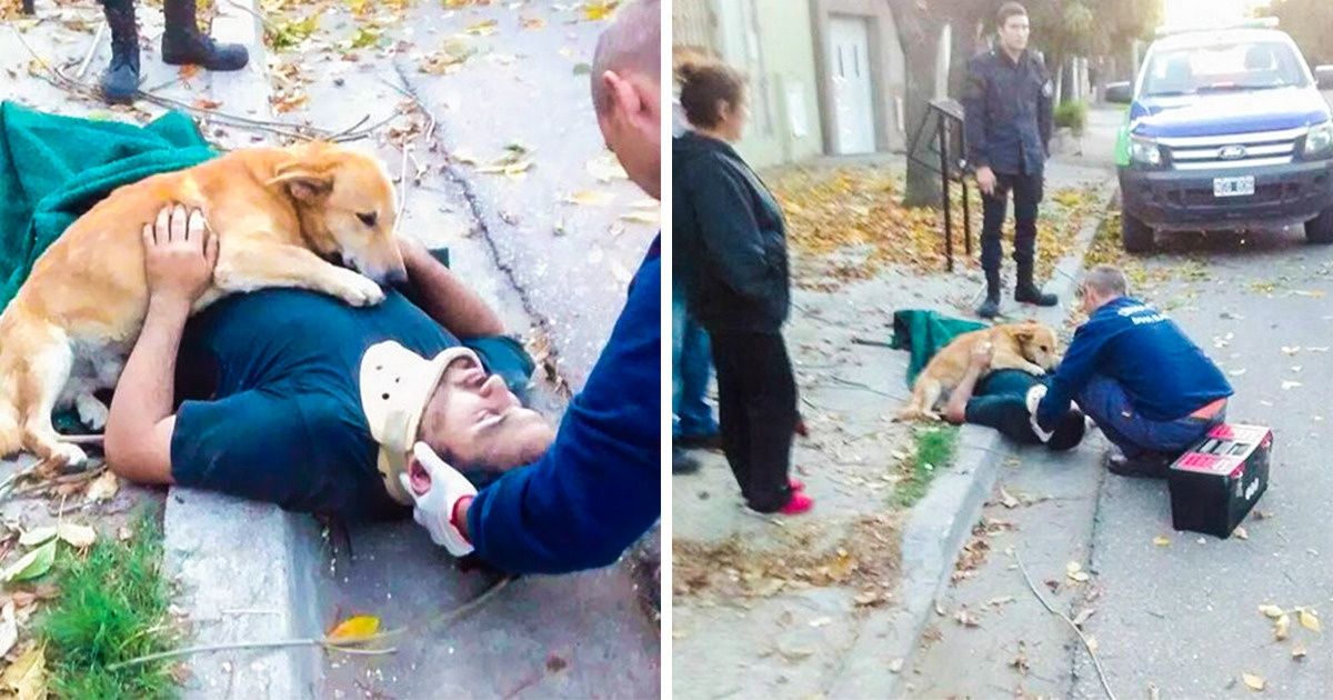 Los perros nos muestran lo que es el amor incondicional a diario, y no dejan de asombrarnos