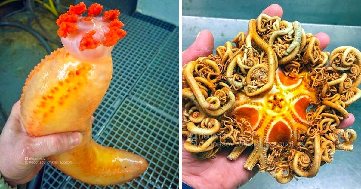 Un marinero ruso publica en Internet extraños objetos hallados en las profundidades del mar, y los mismos te impactarán por completo Un marinero ruso publica en Internet extraños objetos hallados en las profundidades del mar, y los mismos te impactarán por completo