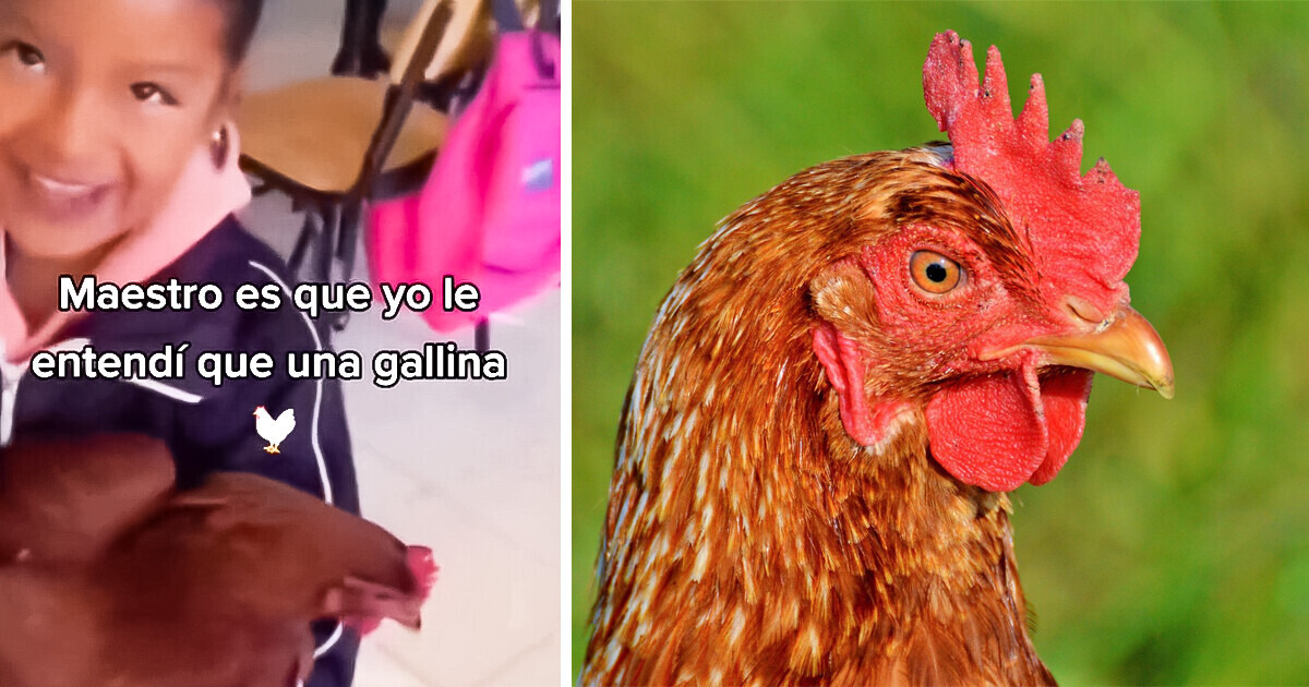 Una niña no entendió la indicación dada en clase y trajo una gallina. ¿Qué fue lo que le pidieron?