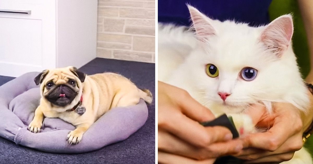 19 Ideas sencillas y prácticas para tu mascota