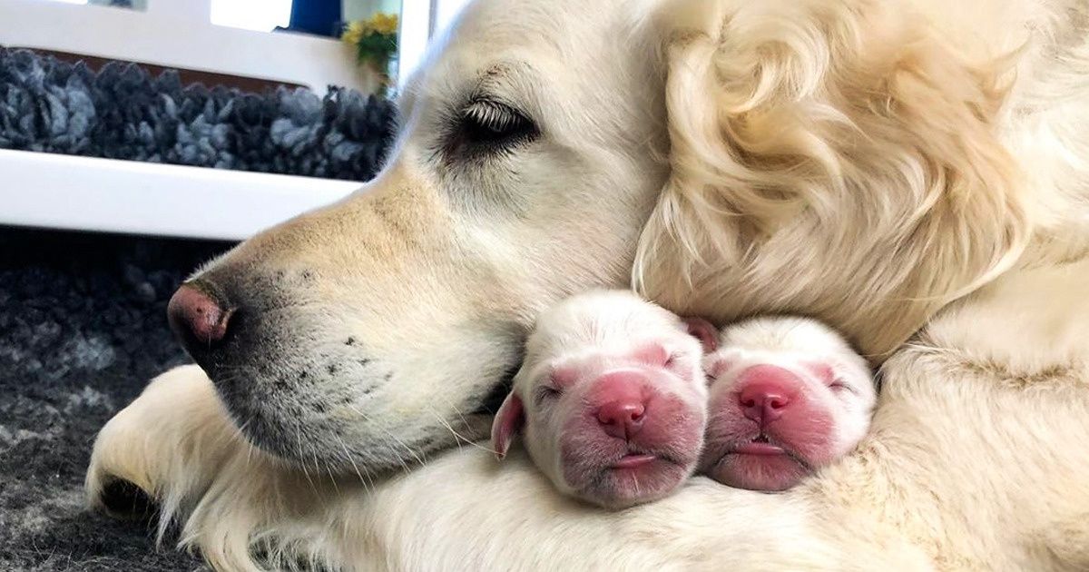 21 Animales devotos a quienes es imposible que se les agote el amor 21 Animales devotos a quienes es imposible que se les agote el amor