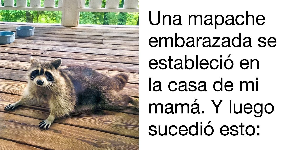 25 Usuarios de la red contaron historias que habrían adornado cualquier noticiero