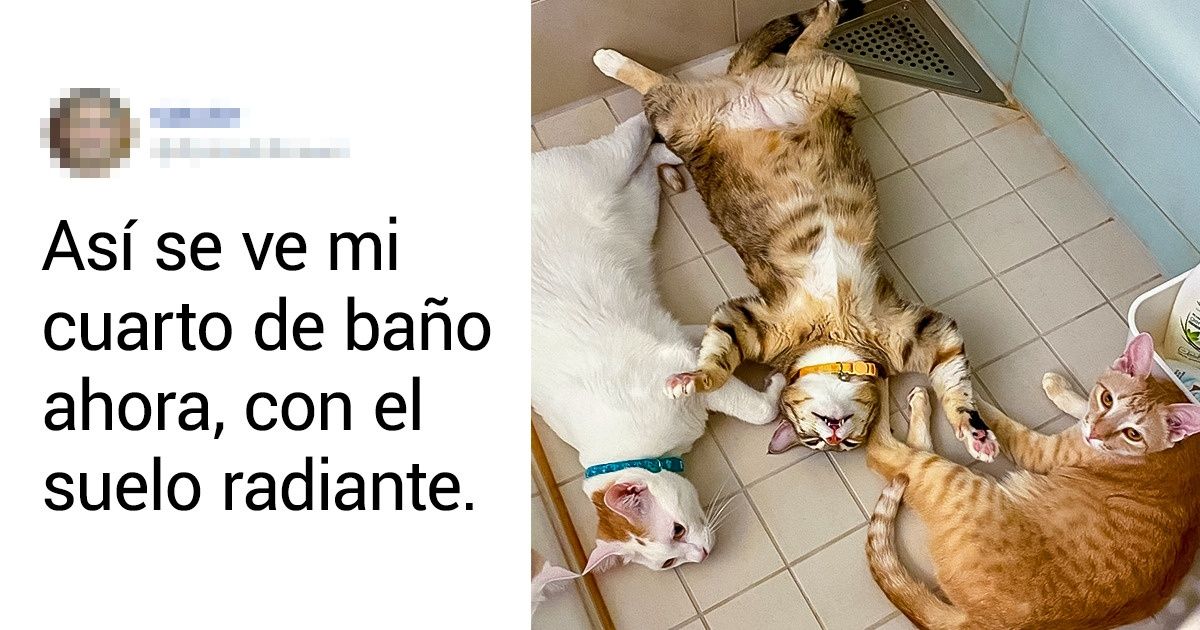 20+ Fotos que muestran cómo cambia la vida al adoptar una mascota 20+ Fotos que muestran cómo cambia la vida al adoptar una mascota