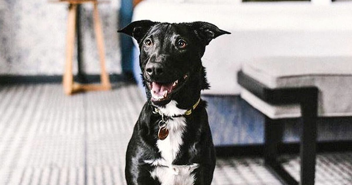 Hotel de EE. UU. permitirá que sus huéspedes jueguen con perritos abandonados para crear conciencia sobre los refugios de animales Hotel de EE. UU. permitirá que sus huéspedes jueguen con perritos abandonados para crear conciencia sobre los refugios de animales