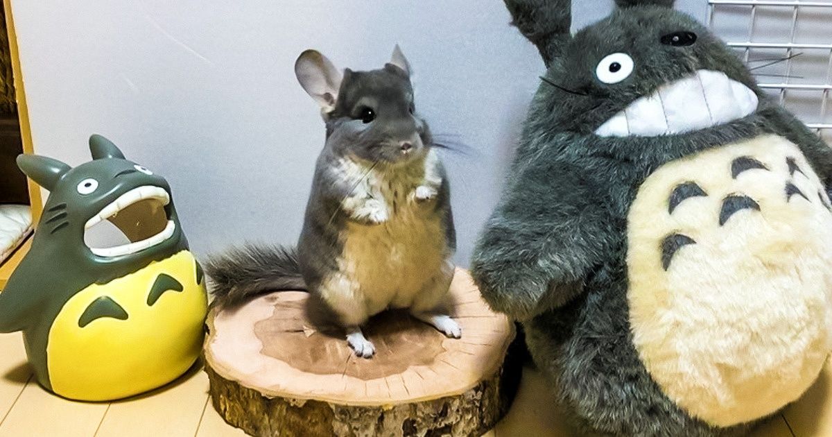 20+ Animales que no tuvieron que hacer nada especial para sorprender a todos