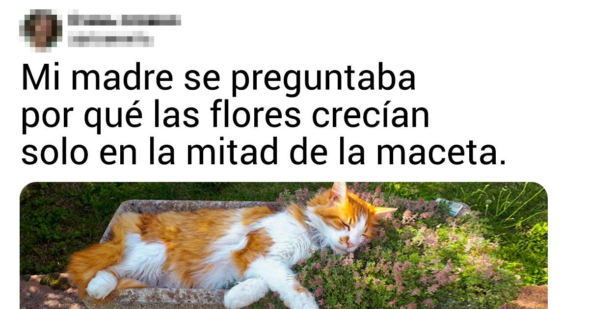 17 Gatos que piensan que son los amos del universo, y ni siquiera nos atrevemos a protestar 17 Gatos que piensan que son los amos del universo, y ni siquiera nos atrevemos a protestar