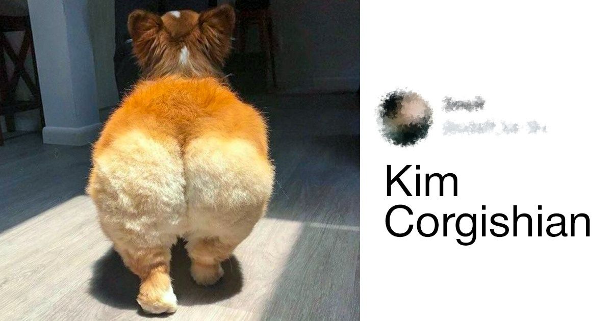 19 Razones por las que tu vida nunca será la misma después de conocer a los corgi