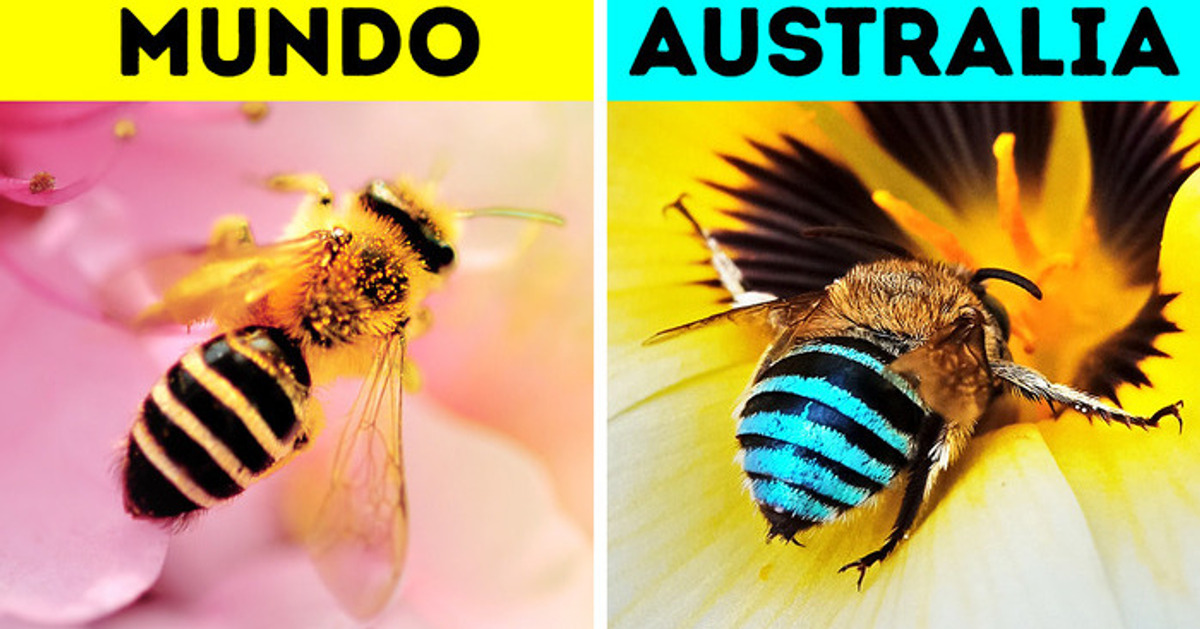 Australia tiene abejas azules, y son tan asombrosas que querrás que vivan en tu país Australia tiene abejas azules, y son tan asombrosas que querrás que vivan en tu país