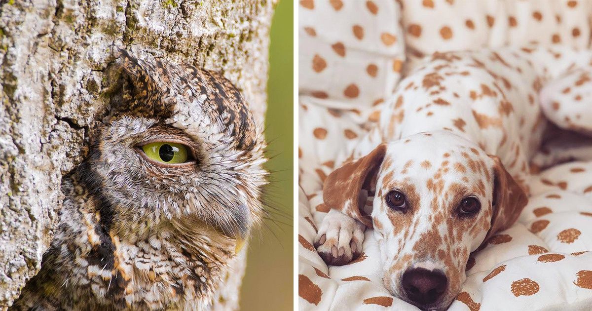 23 Animales que deberás mirar más de una vez para comprender