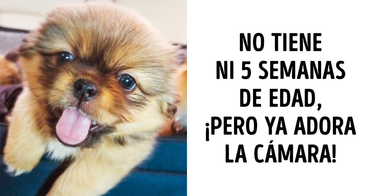 25+ Fotos de perros pequineses que te alegrarán el día