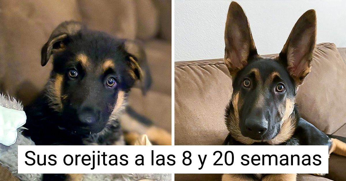 25+ Pruebas de que ninguna raza de perro a la moda disminuirá nuestro amor hacia el pastor alemán 25+ Pruebas de que ninguna raza de perro a la moda disminuirá nuestro amor hacia el pastor alemán