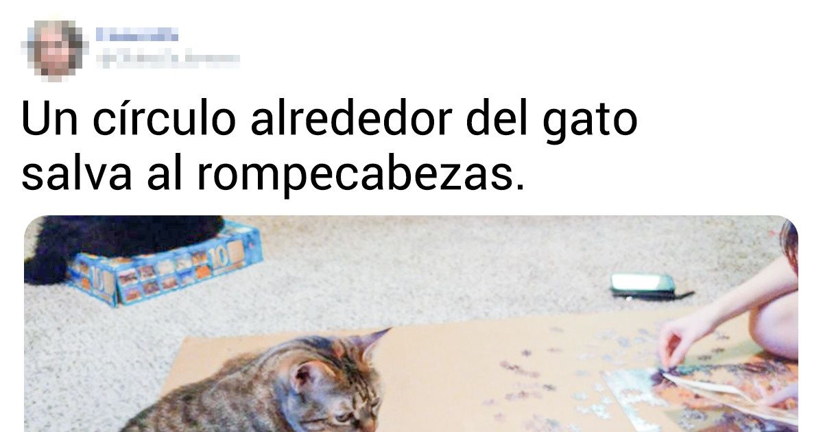 25 Gatos que se las ingenian para buscar la compañía de sus humanos a cualquier precio
