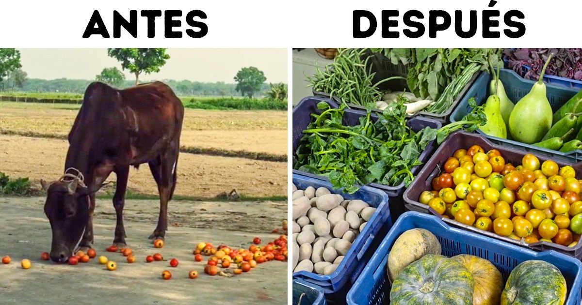 Iniciativa ayuda a reducir los desperdicios de frutas y verduras en Bangladés Iniciativa ayuda a reducir los desperdicios de frutas y verduras en Bangladés