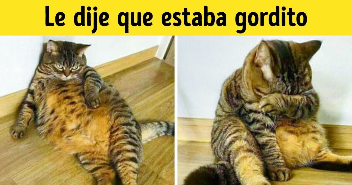19 Animales que hubieran demandado a su fotógrafo si pudieran 19 Animales que hubieran demandado a su fotógrafo si pudieran