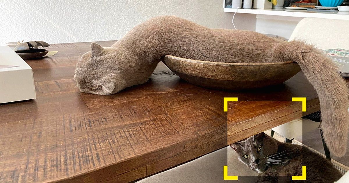 20 Fotos que iban a ser buenas tomas, pero por “accidente” resultaron inmejorables (nueva selección)