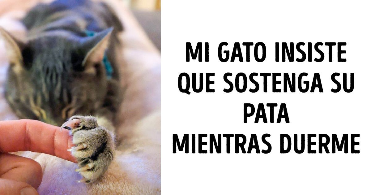 19 Fotos que prueban que los animales también pueden tener sentimientos muy profundos 19 Fotos que prueban que los animales también pueden tener sentimientos muy profundos