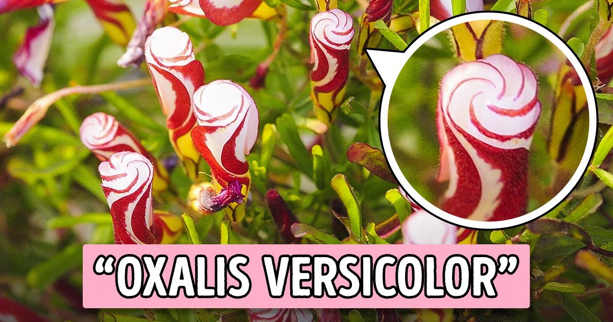 Planta estas 14 flores y tu jardín se convertirá en el lugar más dulce de tu casa Planta estas 14 flores y tu jardín se convertirá en el lugar más dulce de tu casa