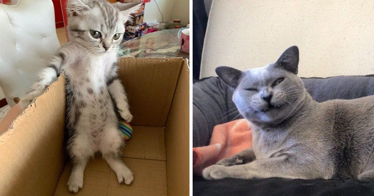 20 Gatos que saben expresar lo que sienten con gestos (y resultan ser muy graciosos)