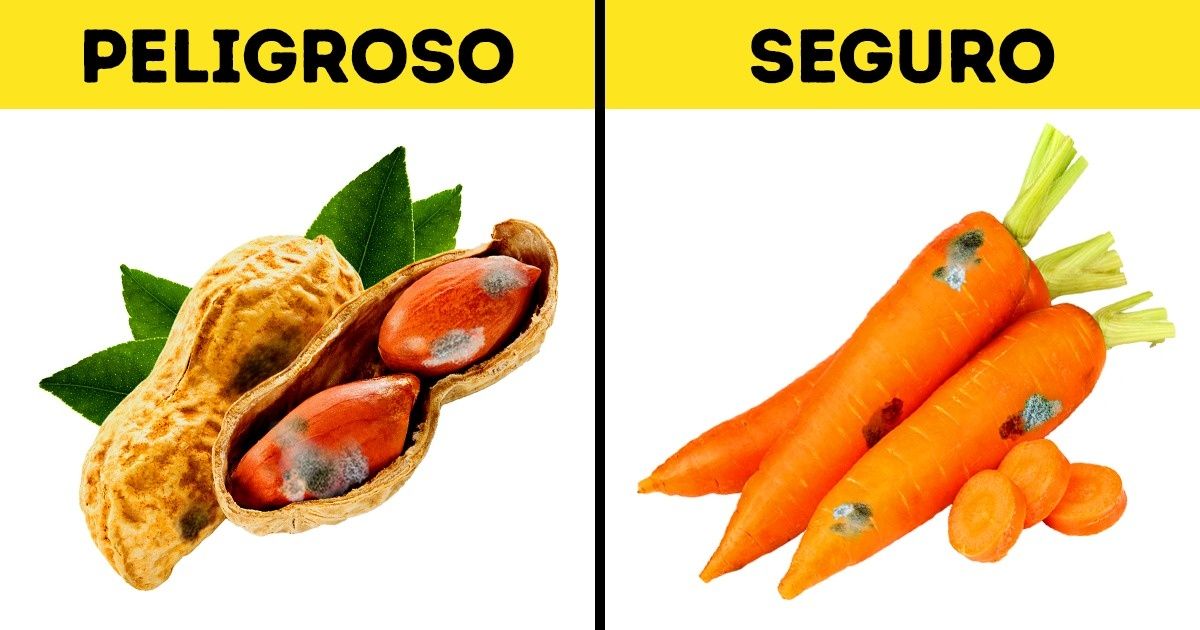 Los expertos explican cuándo el moho puede ser beneficioso, y cuándo peligroso y mortal Los expertos explican cuándo el moho puede ser beneficioso, y cuándo peligroso y mortal