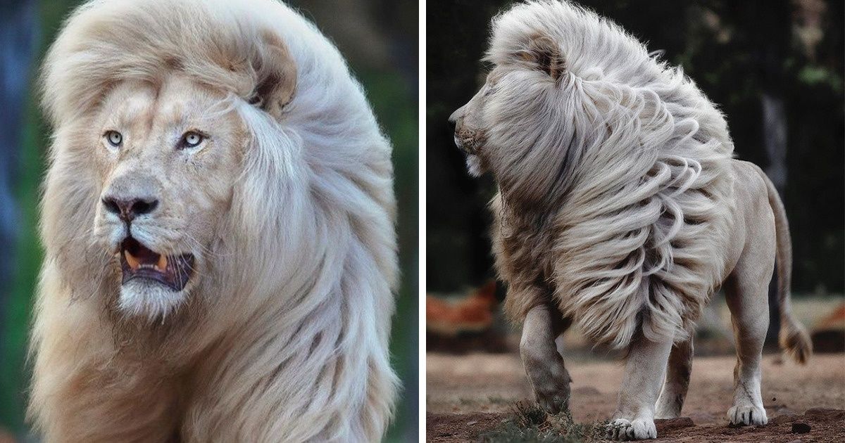 Un fotógrafo inmortaliza la belleza de un león blanco desde todos los ángulos Un fotógrafo inmortaliza la belleza de un león blanco desde todos los ángulos