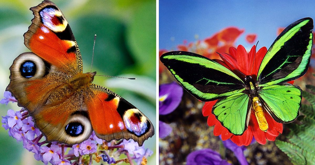 15+ Mariposas que nos dejaron sin aliento con su encantadora belleza 15+ Mariposas que nos dejaron sin aliento con su encantadora belleza