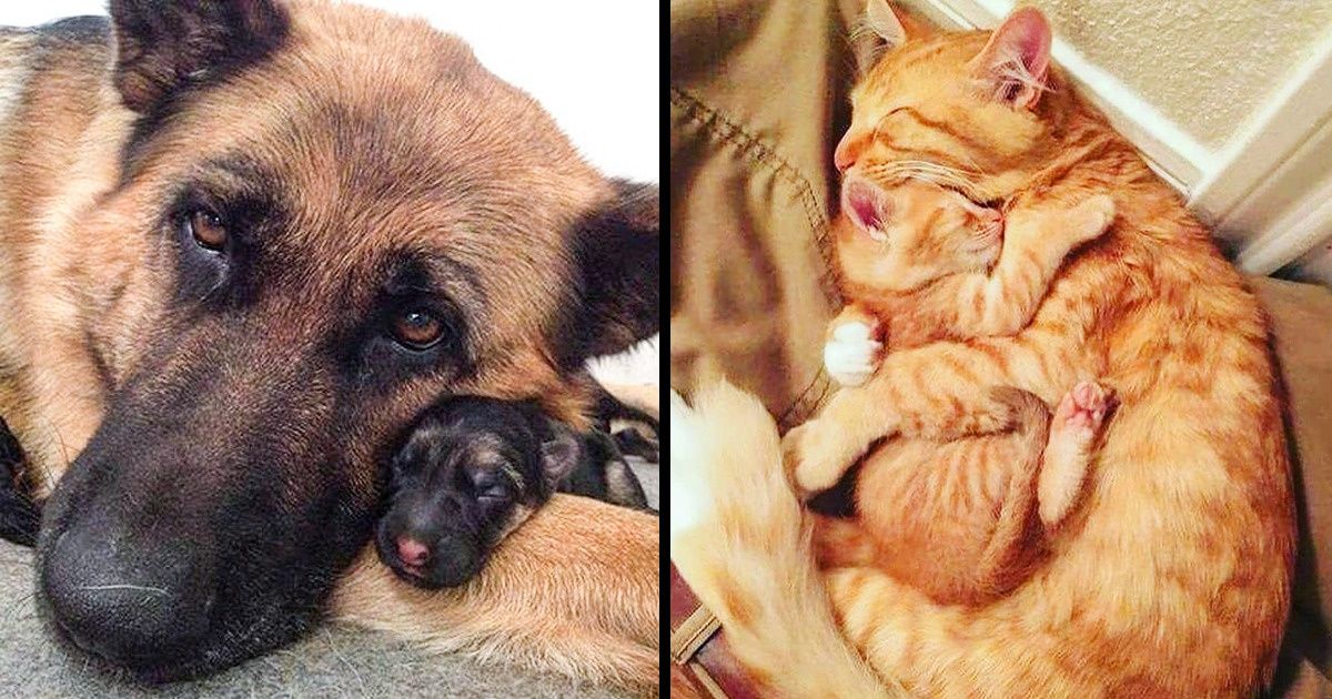 25 Familias de animales que conmoverán hasta el corazón más frío 25 Familias de animales que conmoverán hasta el corazón más frío
