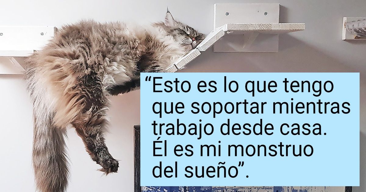 20+ Gatos que toman siestas de manera tan despreocupada que cualquiera de nosotros podría envidiarlos 20+ Gatos que toman siestas de manera tan despreocupada que cualquiera de nosotros podría envidiarlos