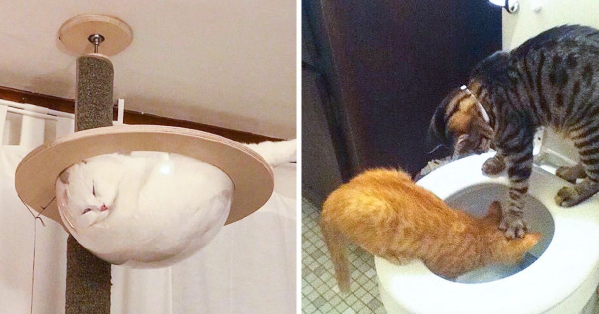 21 Gatos que harán sonreír hasta a la persona más gruñona