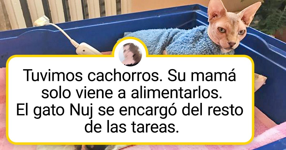 19 Gatos y perros que firmaron un tratado de paz y viven en perfecta armonía 19 Gatos y perros que firmaron un tratado de paz y viven en perfecta armonía