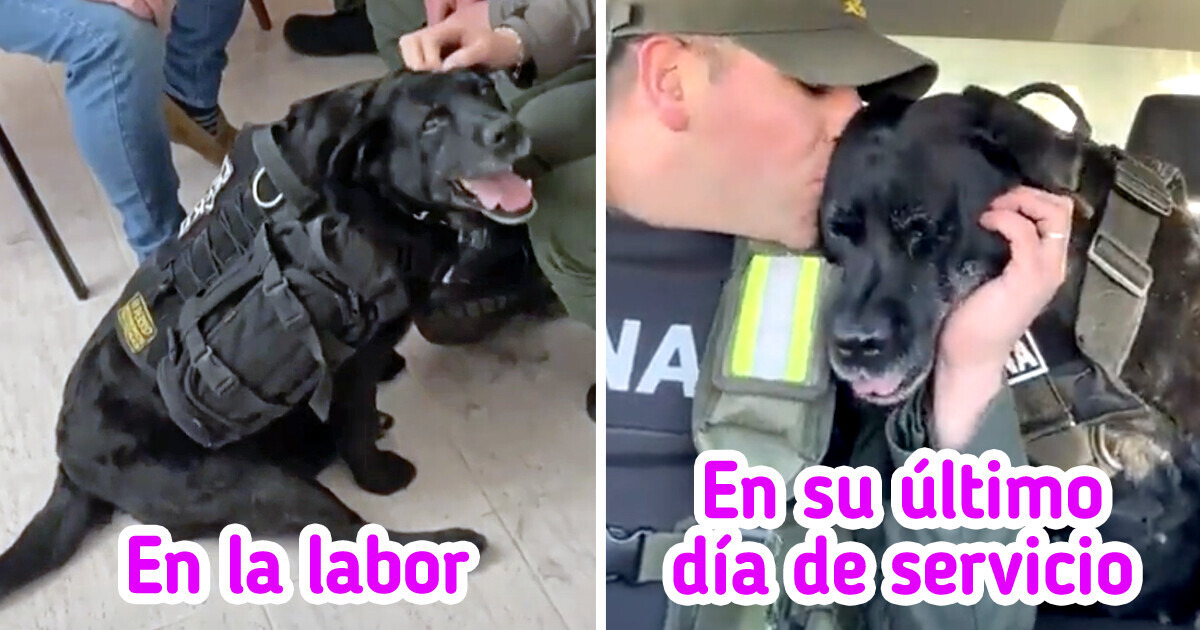 Pequi, la perrita heroína, se jubiló tras 10 años de servicio en la policía