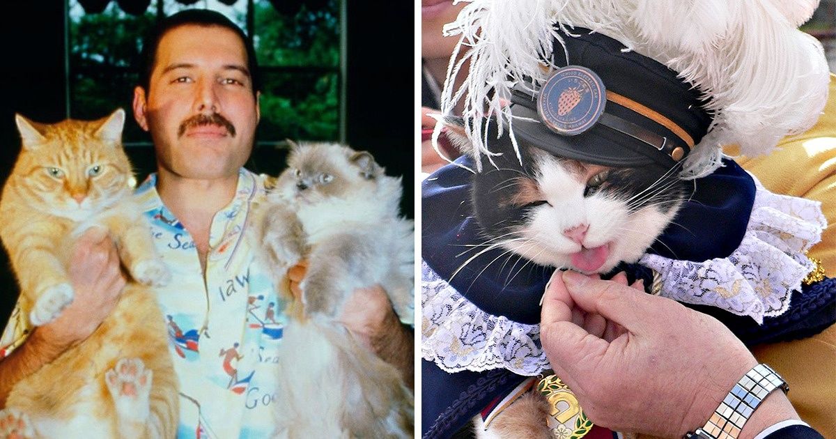 12 Gatos muy famosos que se ganaron un lugar en la historia por su encanto 12 Gatos muy famosos que se ganaron un lugar en la historia por su encanto
