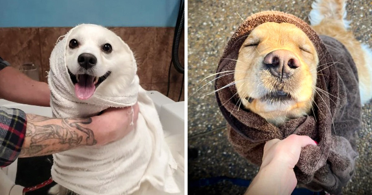 24 Gatos y perros que tuvieron una reacción inesperada cuando los metieron al baño