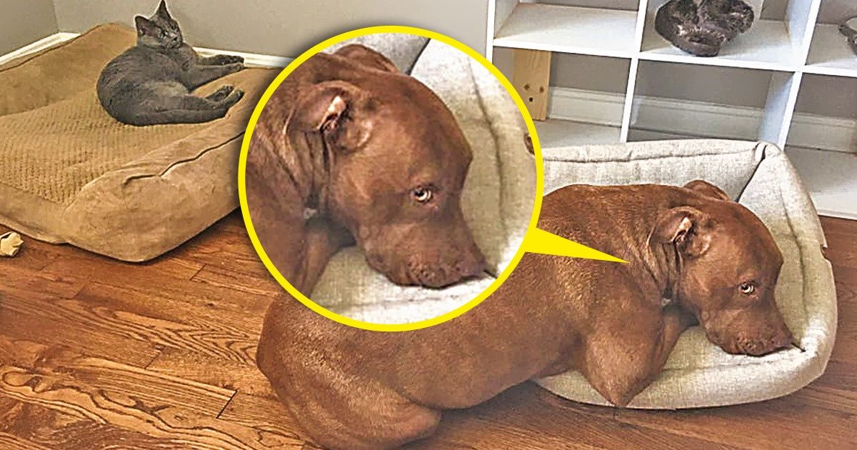 20+ Gatos que parecen inocentes, pero en realidad son los verdaderos ladrones de camas de los perros (incluso los más pequeños)