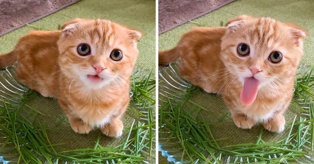20+ Fotos que demuestran que la vida de un gato siempre está llena de sorpresas 20+ Fotos que demuestran que la vida de un gato siempre está llena de sorpresas