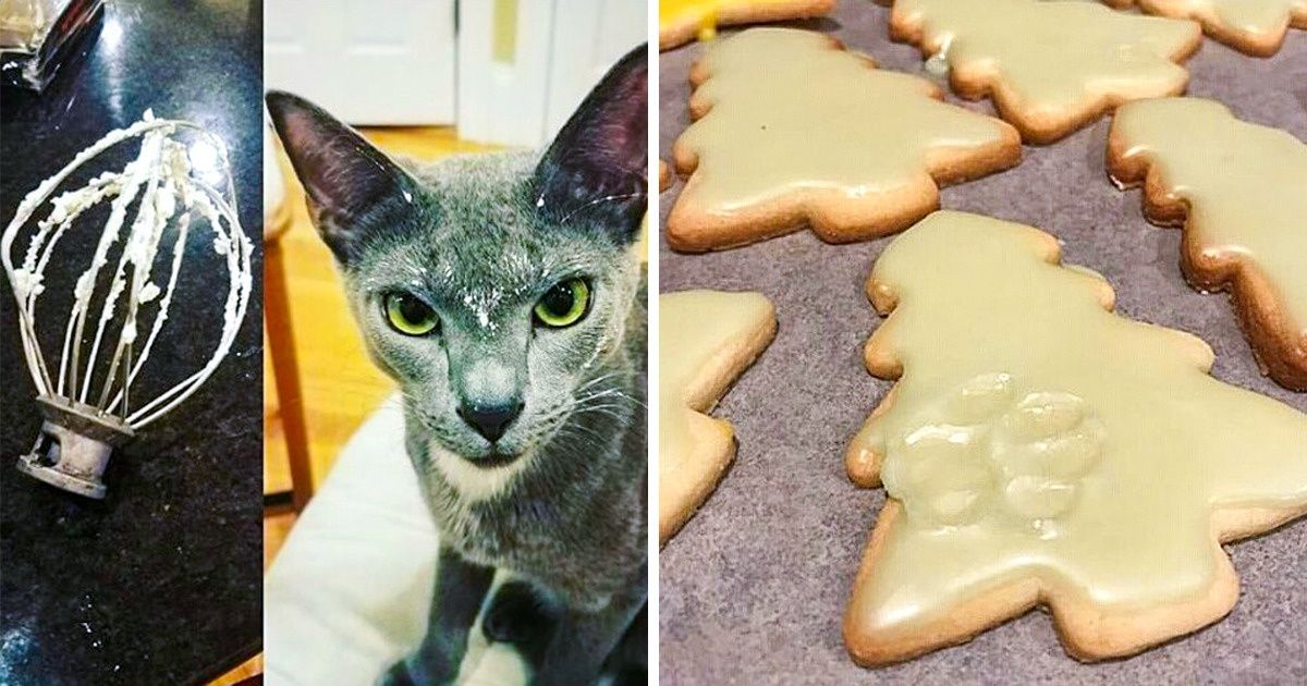 23 Gatos que cometieron crímenes tan “terribles” que fueron increíblemente avergonzados por esto