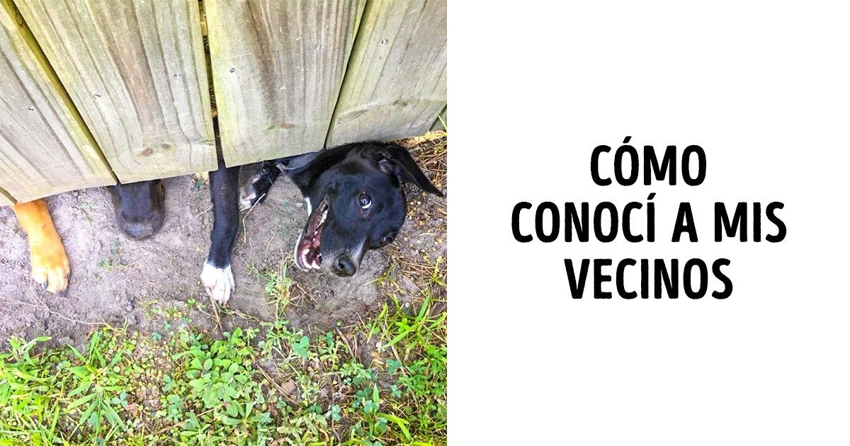 20 Fotos de animales que siempre se meten en todos lados