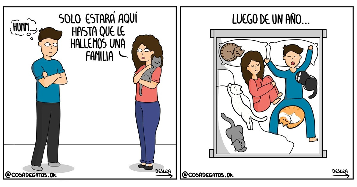 15 Comics que reflejan la cruda realidad de un amante de los michis