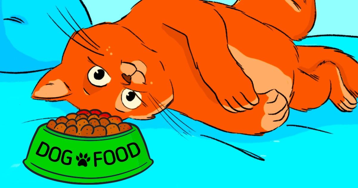 9 Alimentos comunes que pueden dañar a tu mascota 9 Alimentos comunes que pueden dañar a tu mascota
