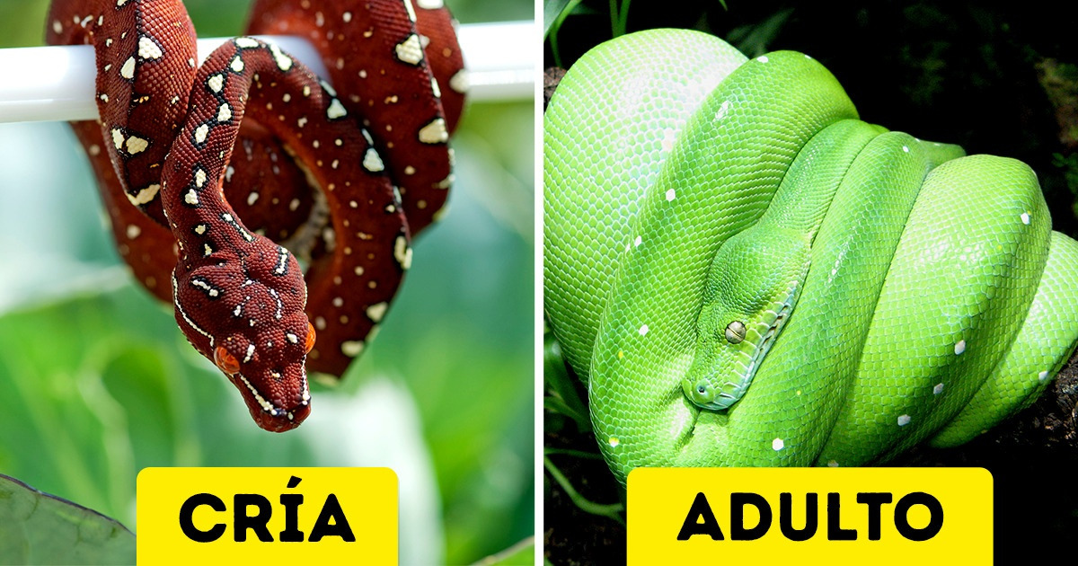 15 Animales que parecen creados por computadora, pero en realidad existen en nuestro planeta