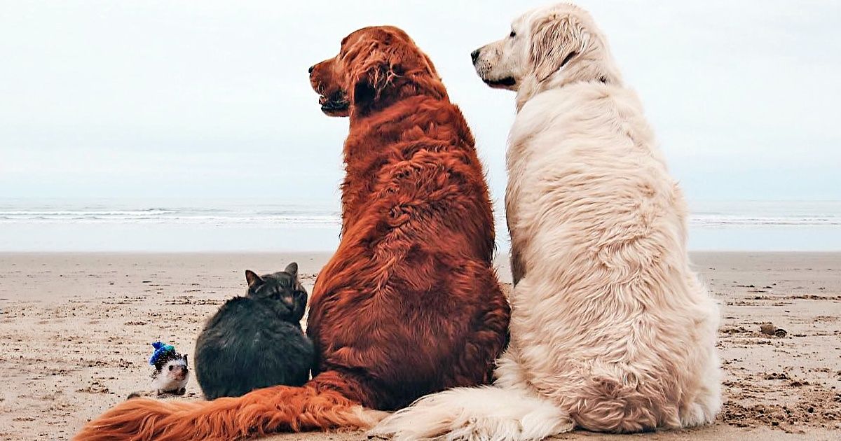 Una chica y sus 4 amigos viajan juntos. Esta sería una historia normal, si no fuera por los amigos que tiene