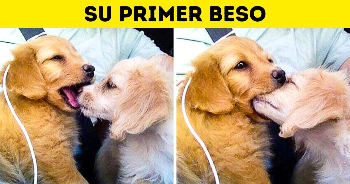 24 Fotos que podrían convencer a las personas anti-mascotas de conseguir un amigo peludo