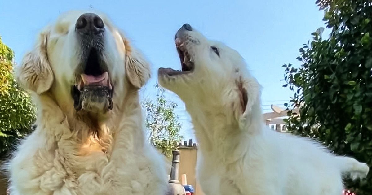 La enternecedora historia de amistad entre un perro que perdió la vista y el cachorro que se volvió su guía