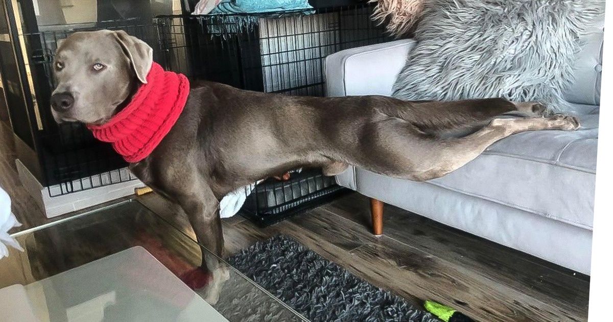 25 Animales que podrían ser los mejores alumnos de su clase de yoga
