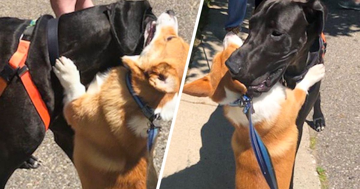 Un perrito saluda con abrazos a todos los perros y humanos con quienes se cruza en sus paseos Un perrito saluda con abrazos a todos los perros y humanos con quienes se cruza en sus paseos