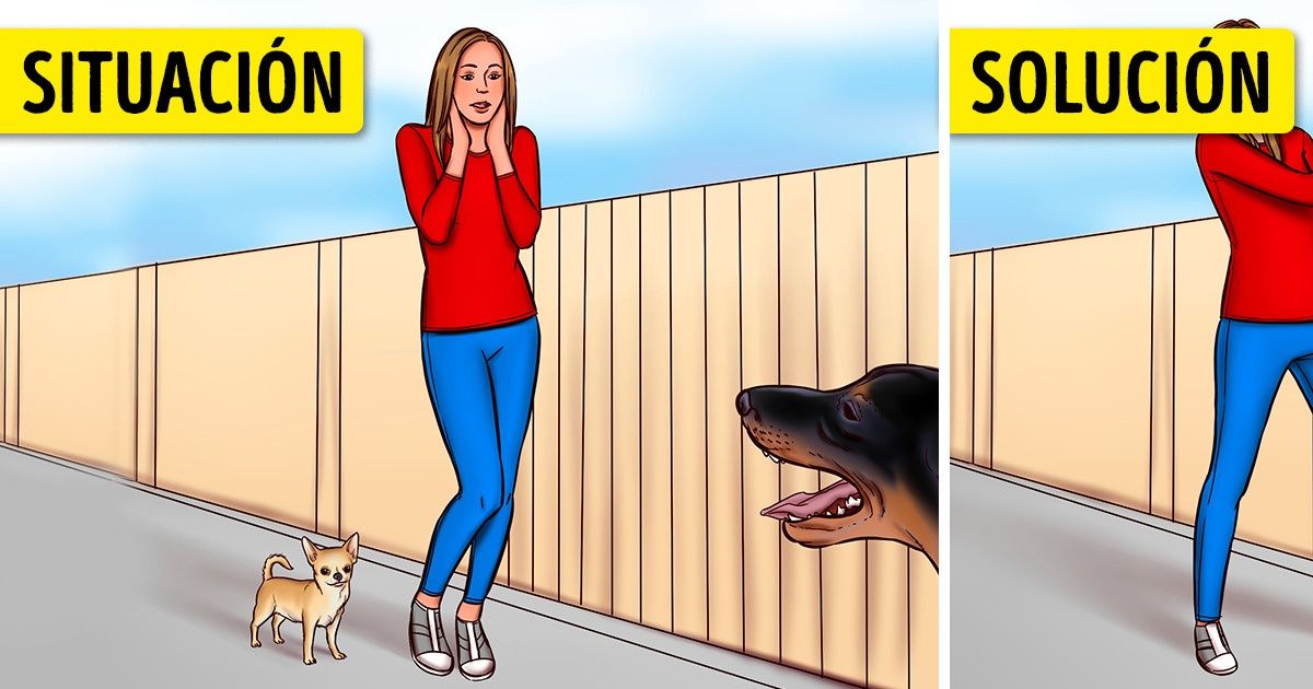 Reglas de comportamiento al encontrarte con un perro callejero, las cuales pueden proteger tu salud e incluso salvarte la vida Reglas de comportamiento al encontrarte con un perro callejero, las cuales pueden proteger tu salud e incluso salvarte la vida