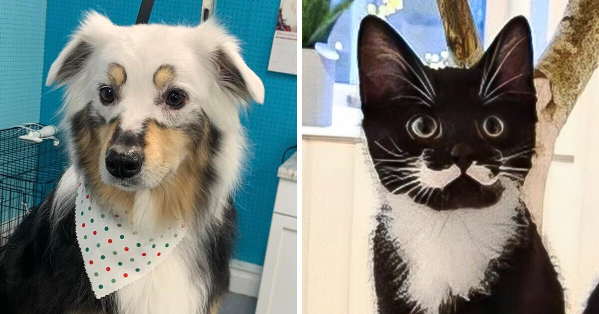 17 Animales con detalles tan geniales y únicos que parecen pintados a mano