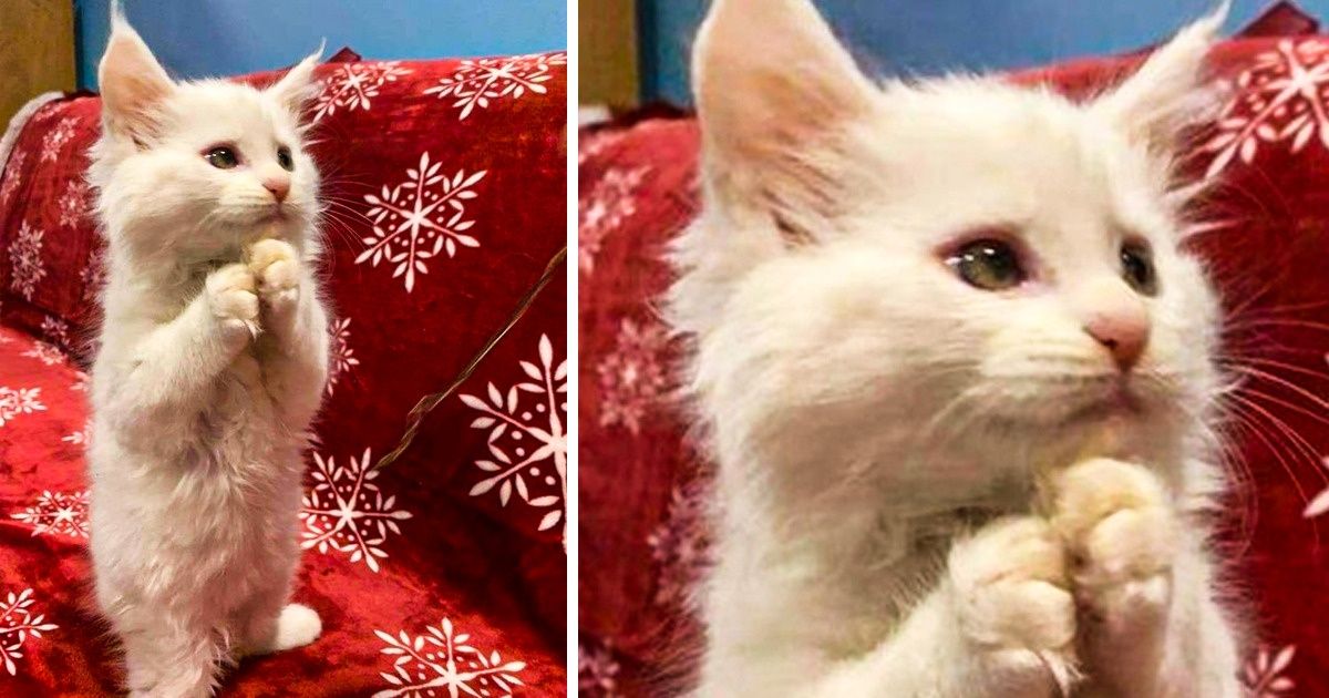 18 Gatos que en otra vida quizás fueron humanos
