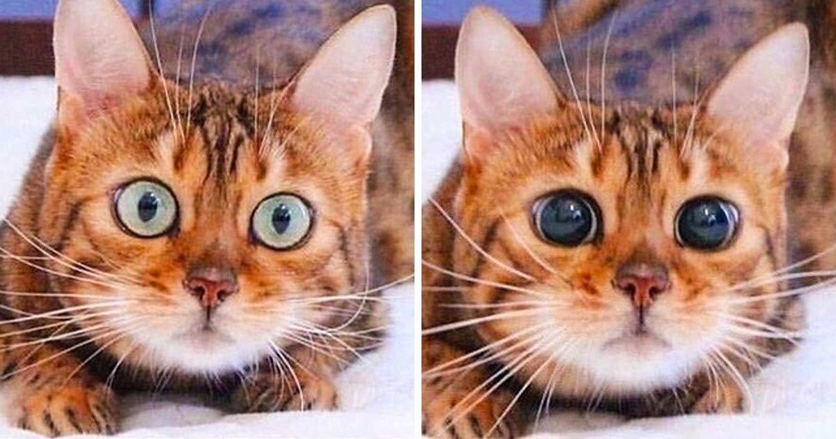 22 Fotos que calman los nervios al instante