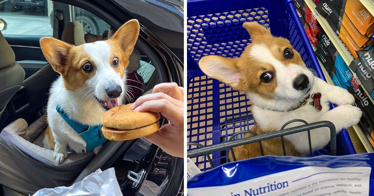 20 Pruebas de que los corgis no son más que una bomba de felicidad para sus dueños