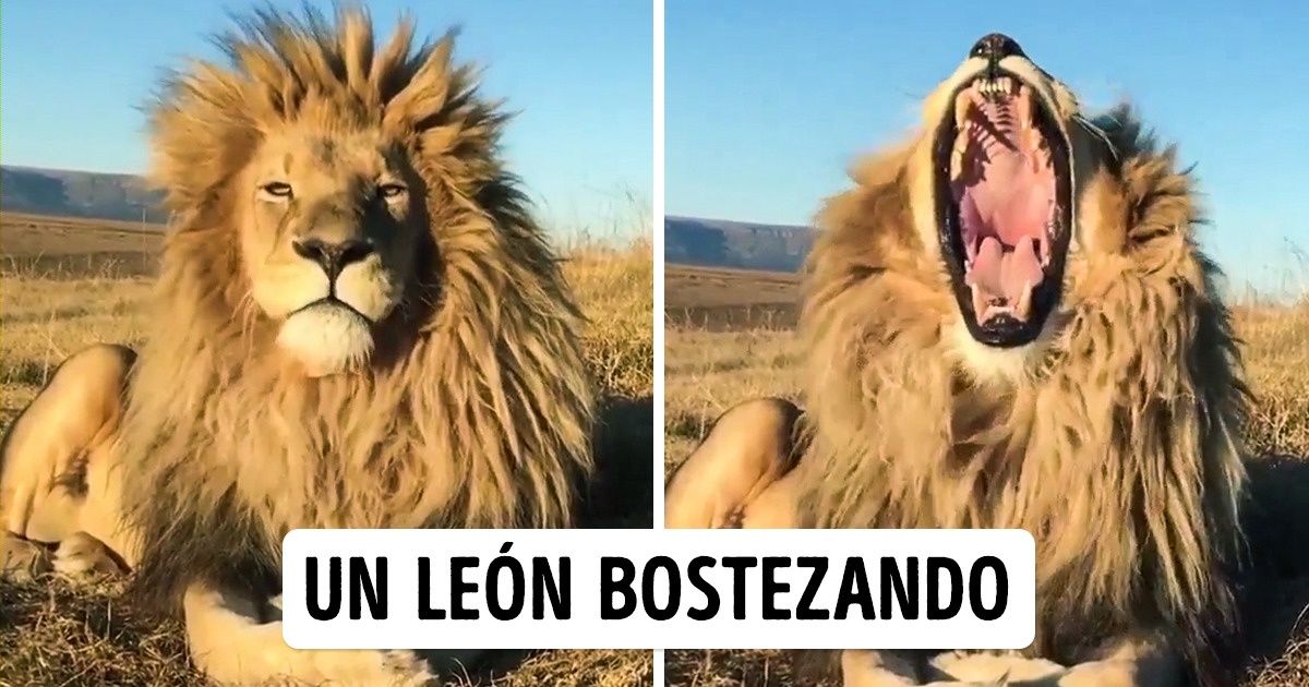 20+ Fotos sobre todo un poco, muchas de las cuales serán un descubrimiento sorprendente para varios